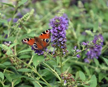 Buddleja davidii 'Blue Chip'
