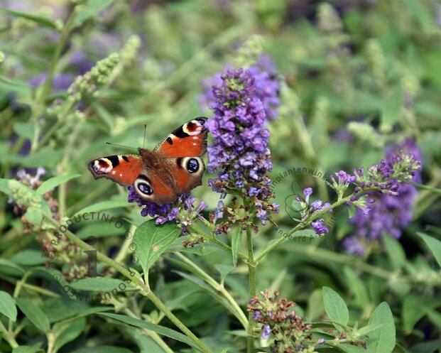Buddleja davidii 'Blue Chip'