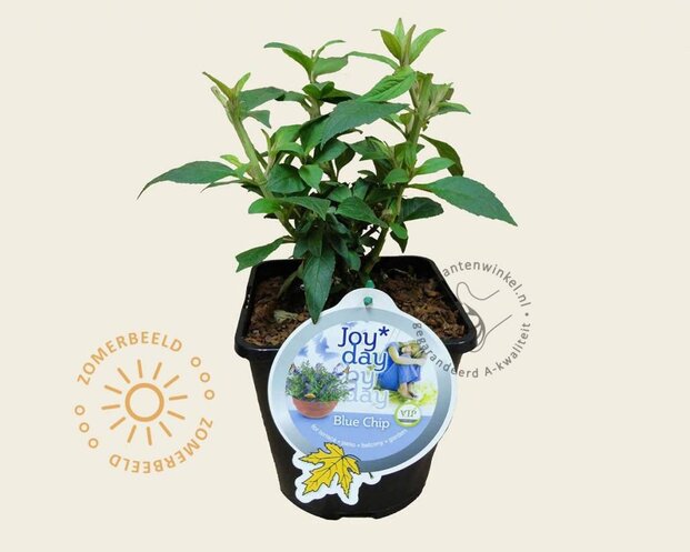 Buddleja davidii 'Blue Chip'