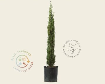 Cupressus sempervirens 'Pyramidalis' image
