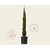 Cupressus sempervirens 'Pyramidalis'
