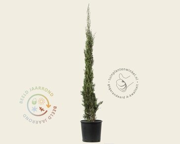 Cupressus sempervirens 'Pyramidalis'