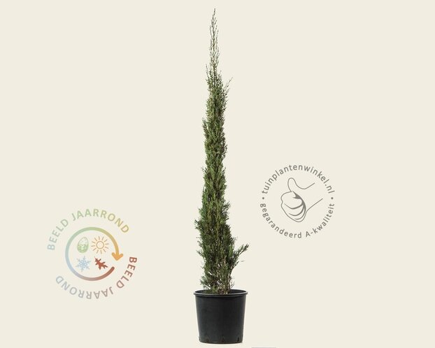 Cupressus sempervirens 'Pyramidalis'
