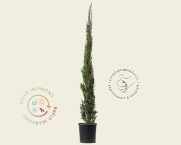 Cupressus sempervirens 'Pyramidalis'