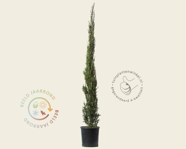Cupressus sempervirens 'Pyramidalis'