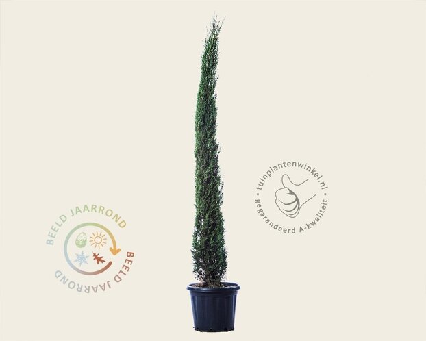 Cupressus sempervirens 'Pyramidalis'