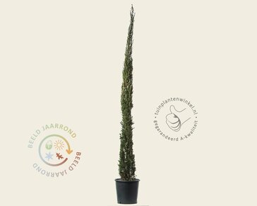 Cupressus sempervirens 'Pyramidalis'