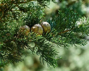 Cupressus sempervirens 'Pyramidalis'