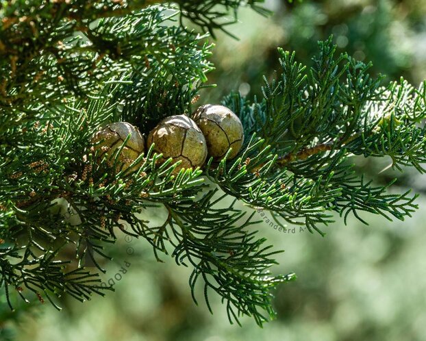 Cupressus sempervirens 'Pyramidalis'