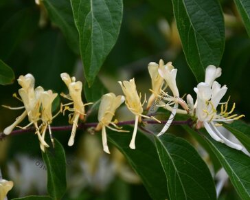 Lonicera henryi