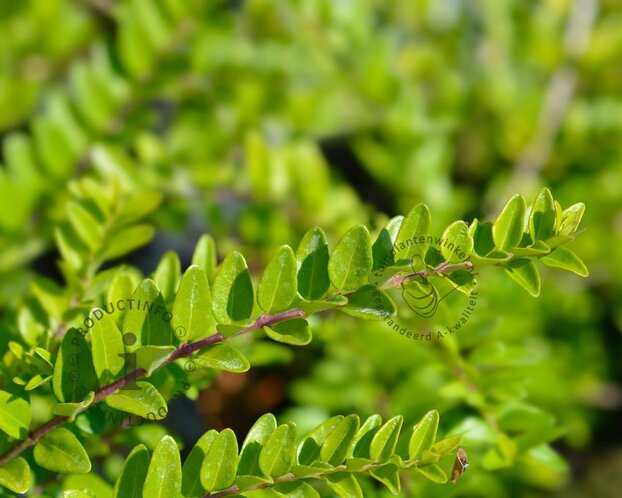 Lonicera nitida 'Maigrun'