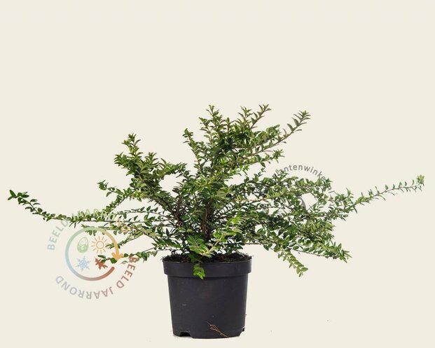 Lonicera nitida 'Maigrun'