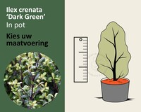 Ilex crenata 'Dark Green' - in pot