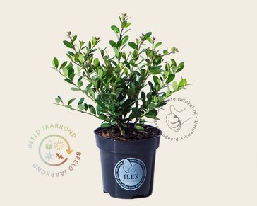 Ilex crenata 'Dark Green' - in pot