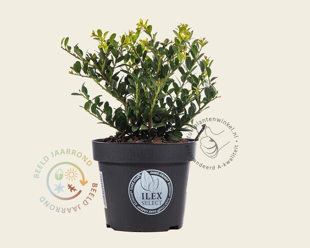 Ilex crenata 'Dark Green' - in pot