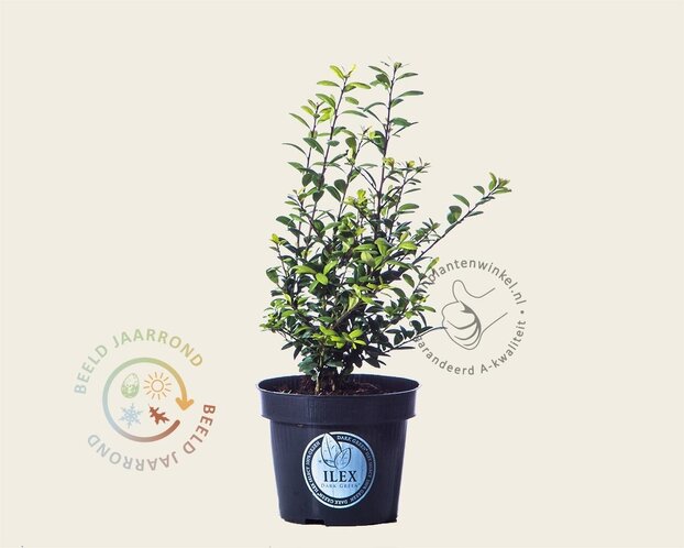 Ilex crenata 'Dark Green' - in pot