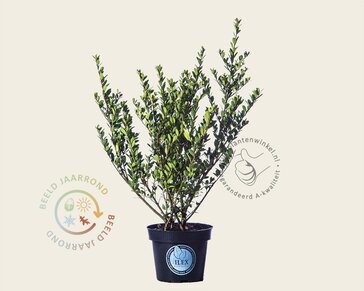 Ilex crenata 'Dark Green' - in pot