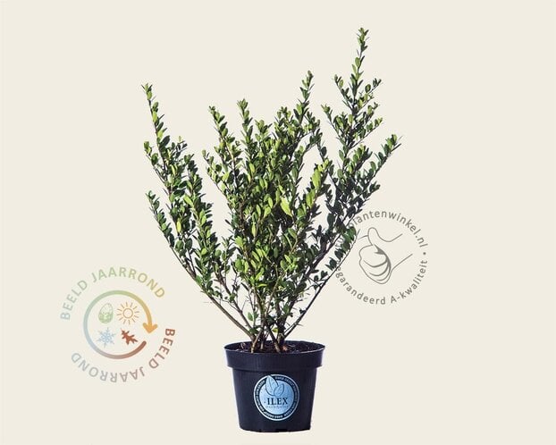 Ilex crenata 'Dark Green' - in pot