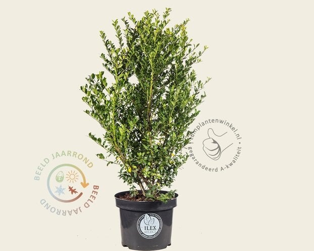 Ilex crenata 'Dark Green' - in pot