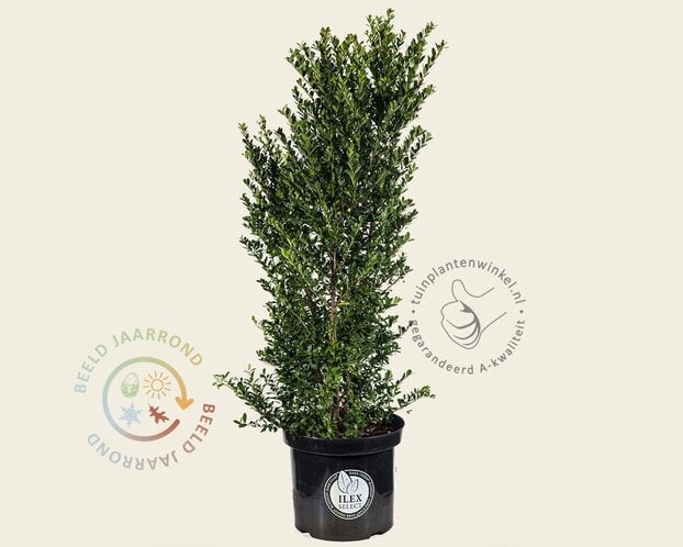 Ilex crenata 'Dark Green' - in pot