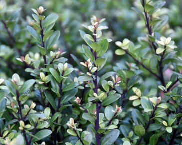 Ilex crenata 'Dark Green' - in pot