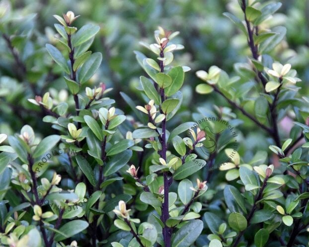 Ilex crenata 'Dark Green' - in pot