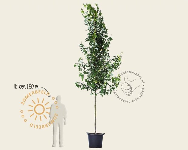 Acer rubrum 'Brandywine'