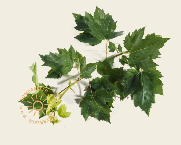 Acer rubrum 'Brandywine'