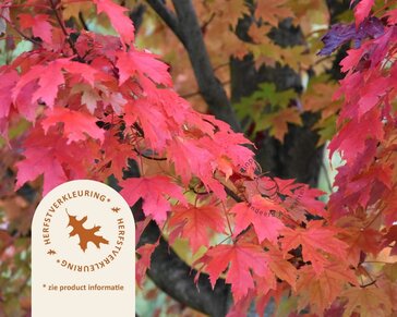 Acer rubrum 'Brandywine'
