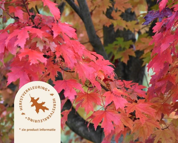Acer rubrum 'Brandywine'
