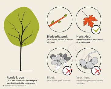 Acer rubrum 'Brandywine'