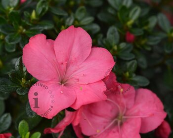 Rhododendron Azalea 'Anouk'