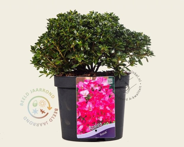 Rhododendron Azalea 'Anouk'