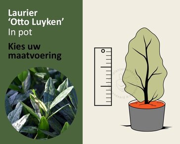 Prunus laurocerasus 'Otto Luyken' - in pot