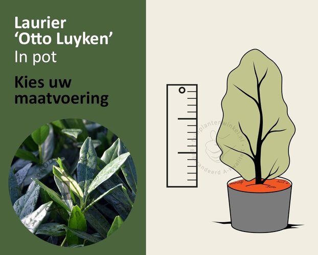 Prunus laurocerasus 'Otto Luyken' - in pot