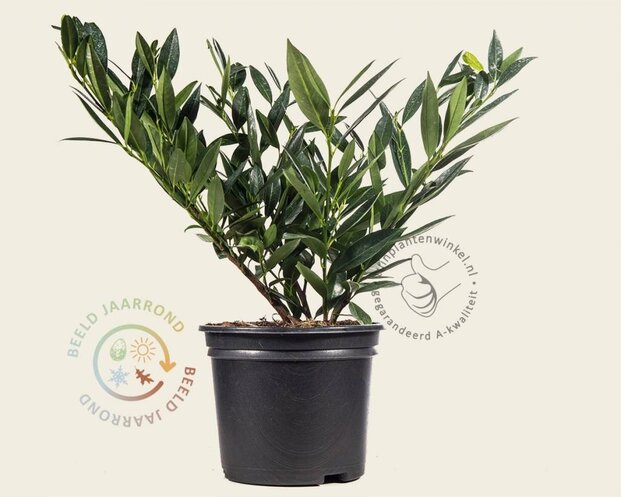 Prunus laurocerasus 'Otto Luyken' - in pot