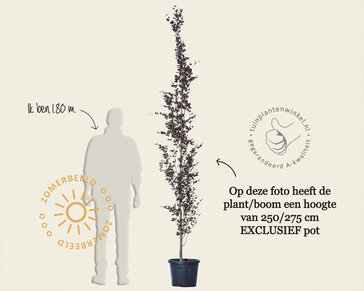 Fagus sylvatica 'Dawyck Purple'