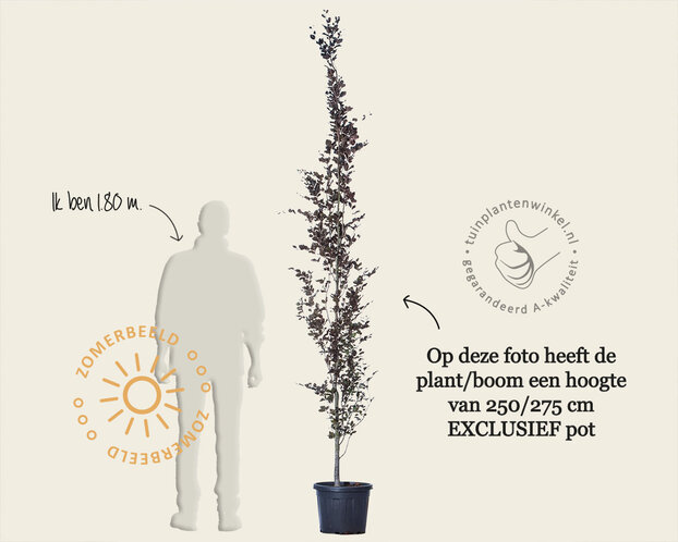 Fagus sylvatica 'Dawyck Purple'