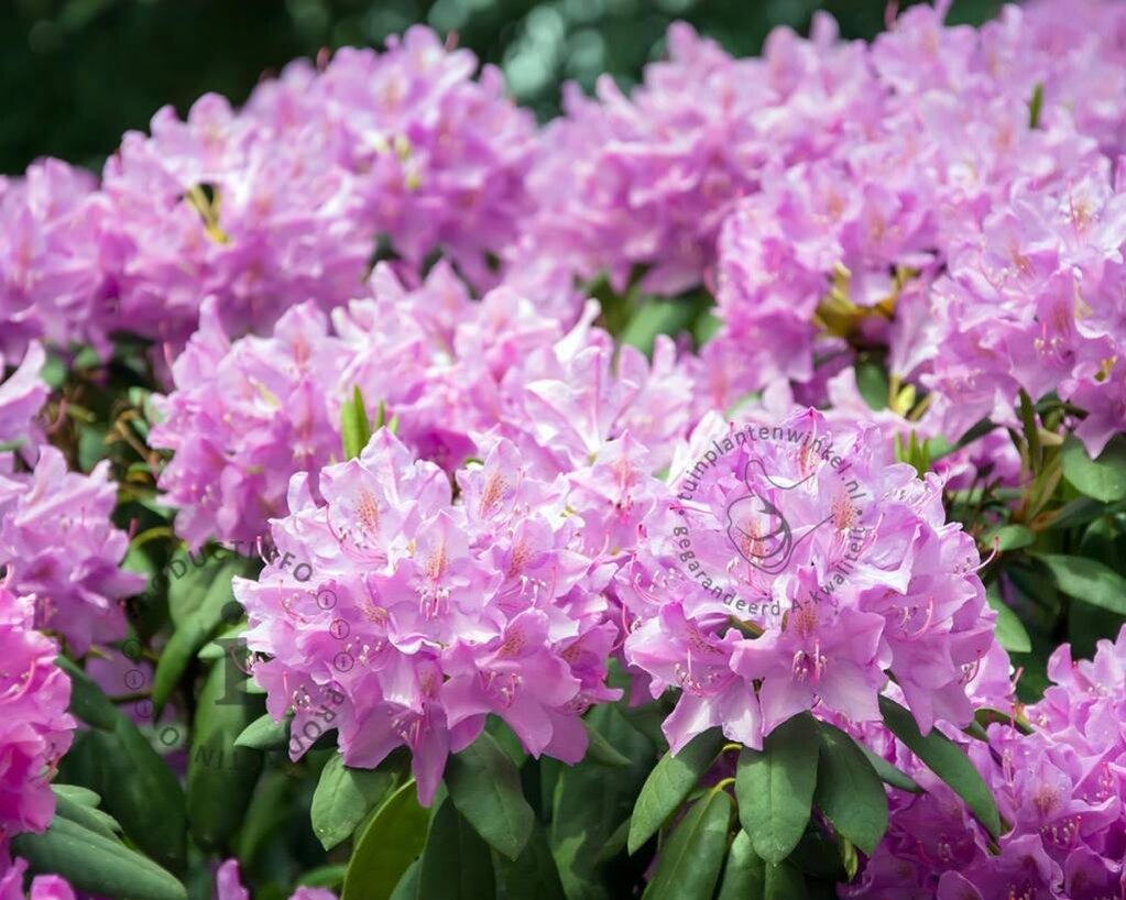 Rhododendron 'Roseum Elegans'