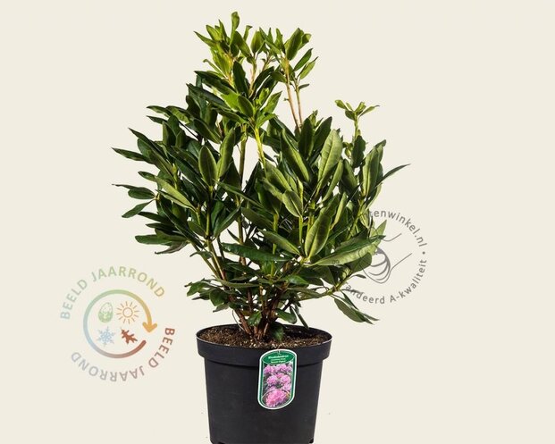 Rhododendron 'Roseum Elegans'