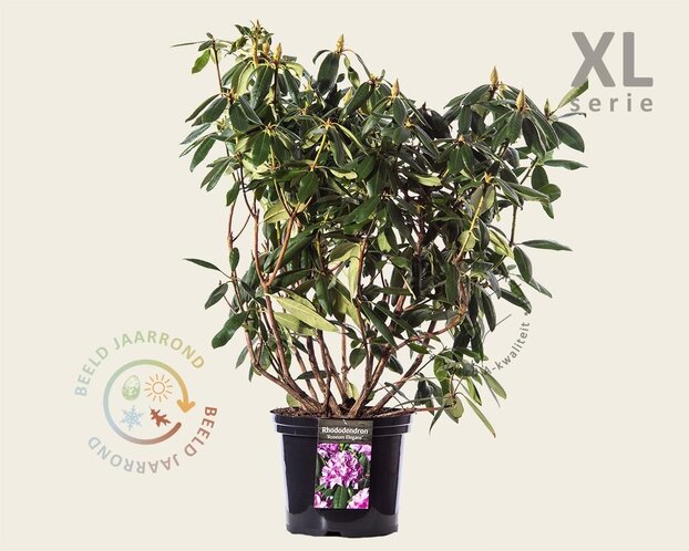 Rhododendron 'Roseum Elegans'