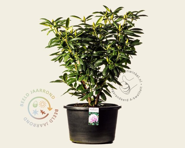 Rhododendron 'Roseum Elegans'