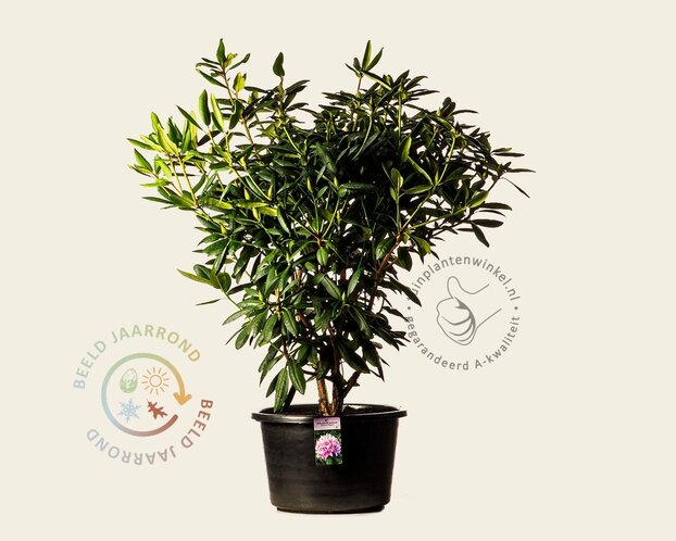 Rhododendron 'Roseum Elegans'