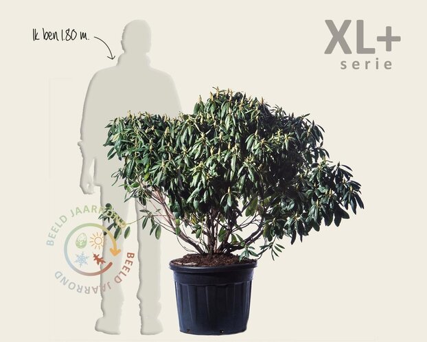 Rhododendron 'Roseum Elegans'