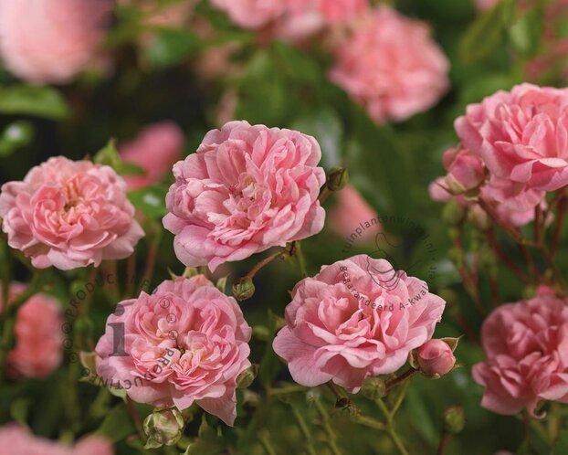 Rosa 'The Fairy' - op stam