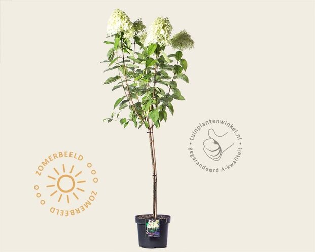 Hydrangea paniculata 'Limelight' - op stam
