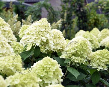 Hydrangea paniculata 'Limelight' - op stam