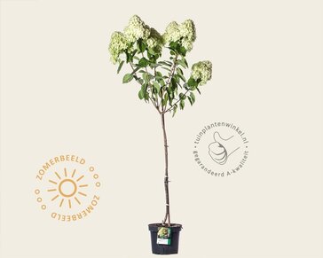 Hydrangea paniculata 'Limelight' - op stam