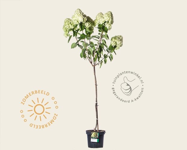 Hydrangea paniculata 'Limelight' - op stam