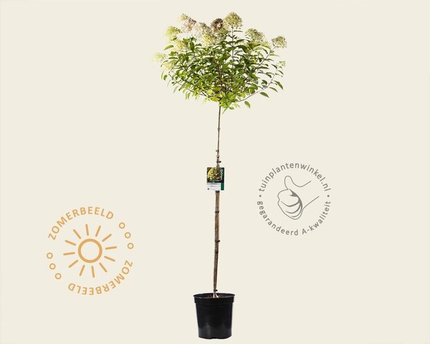Hydrangea paniculata 'Limelight' - op stam
